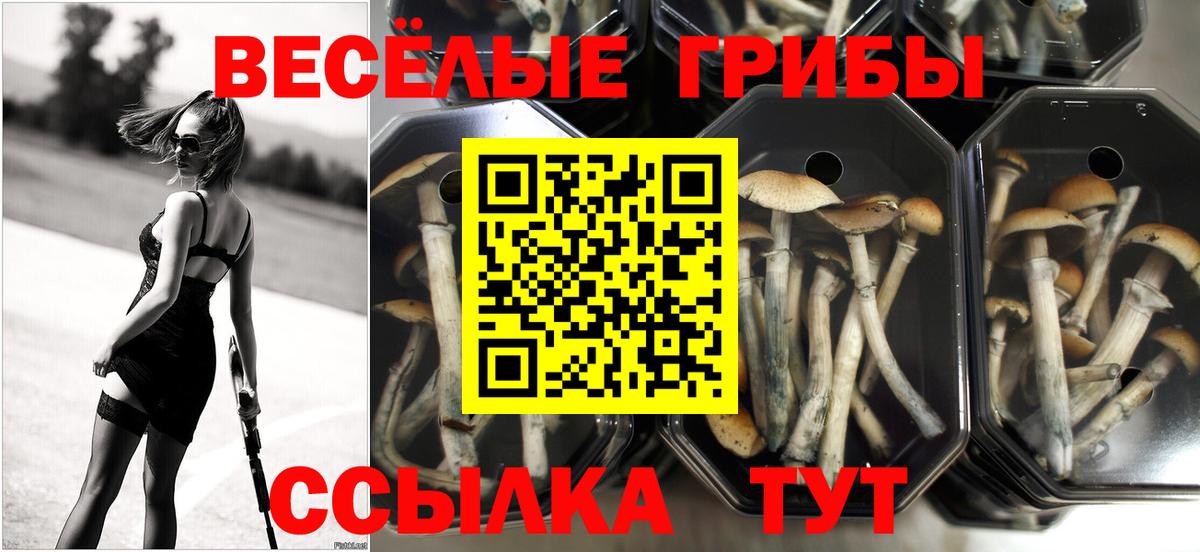 Псилоцибиновые грибы MAGIC MUSHROOMS Димитровград
