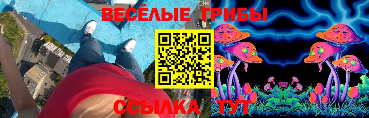 Димитровград  Псилоцибиновые грибы Psilocybe  Вход с VPN 
